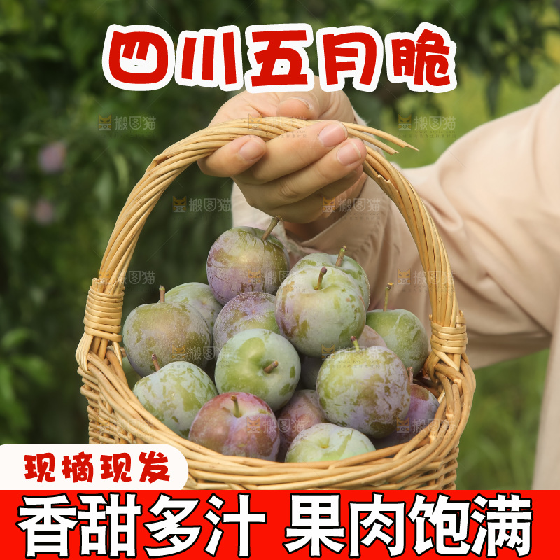 新鲜现摘的五月脆李