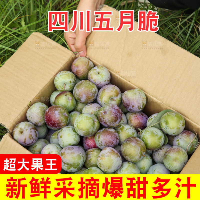 新鲜现摘的五月脆李