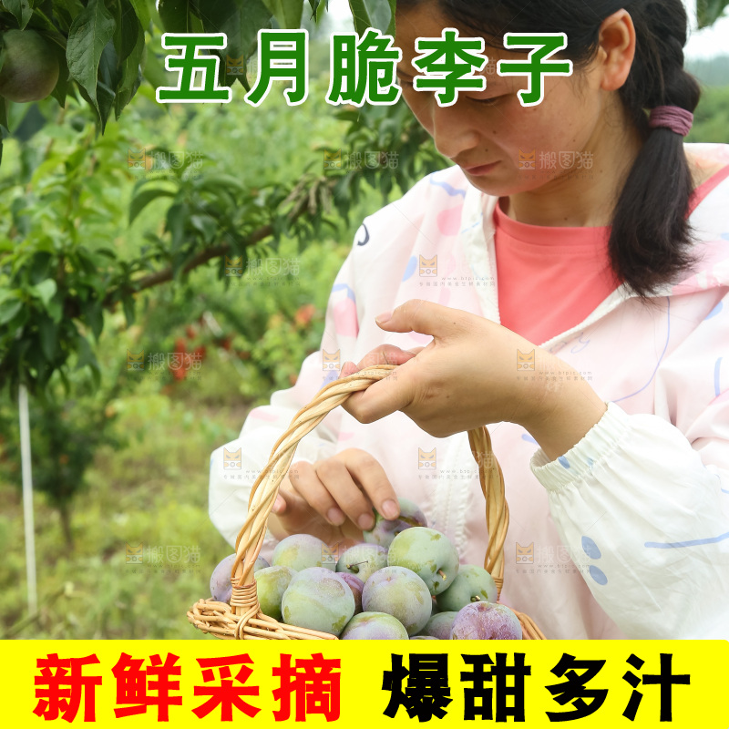 新鲜现摘的五月脆李
