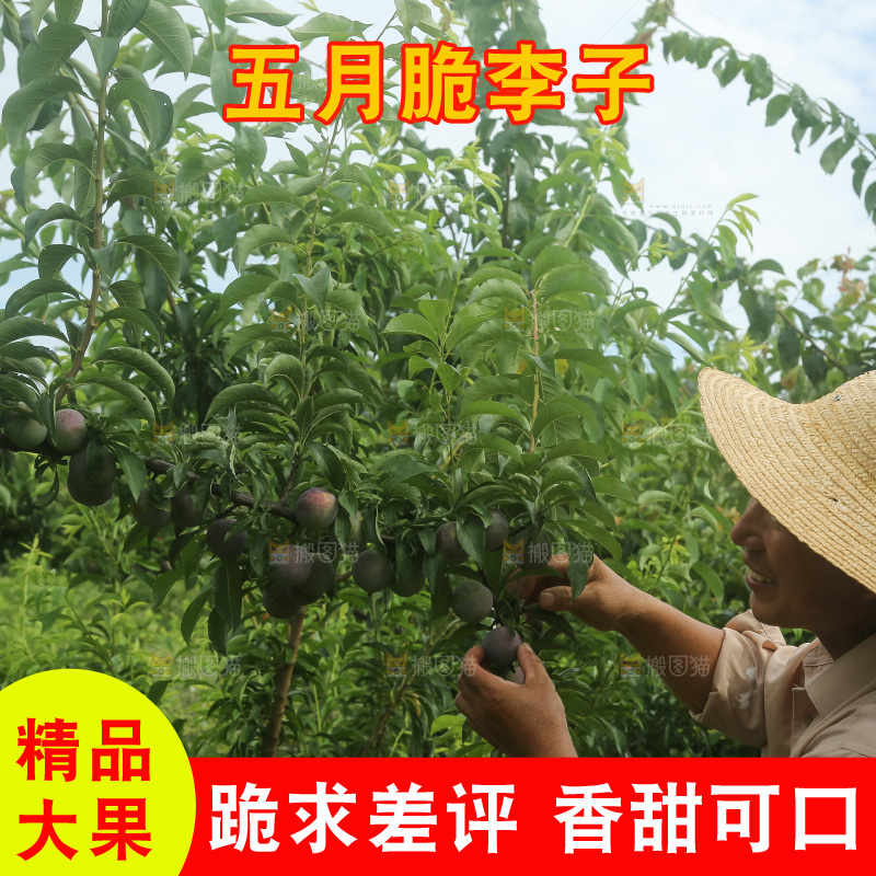 树上的五月脆李