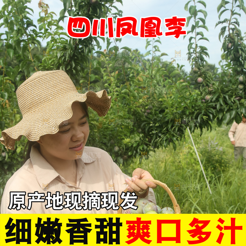 新鲜现摘的五月脆李