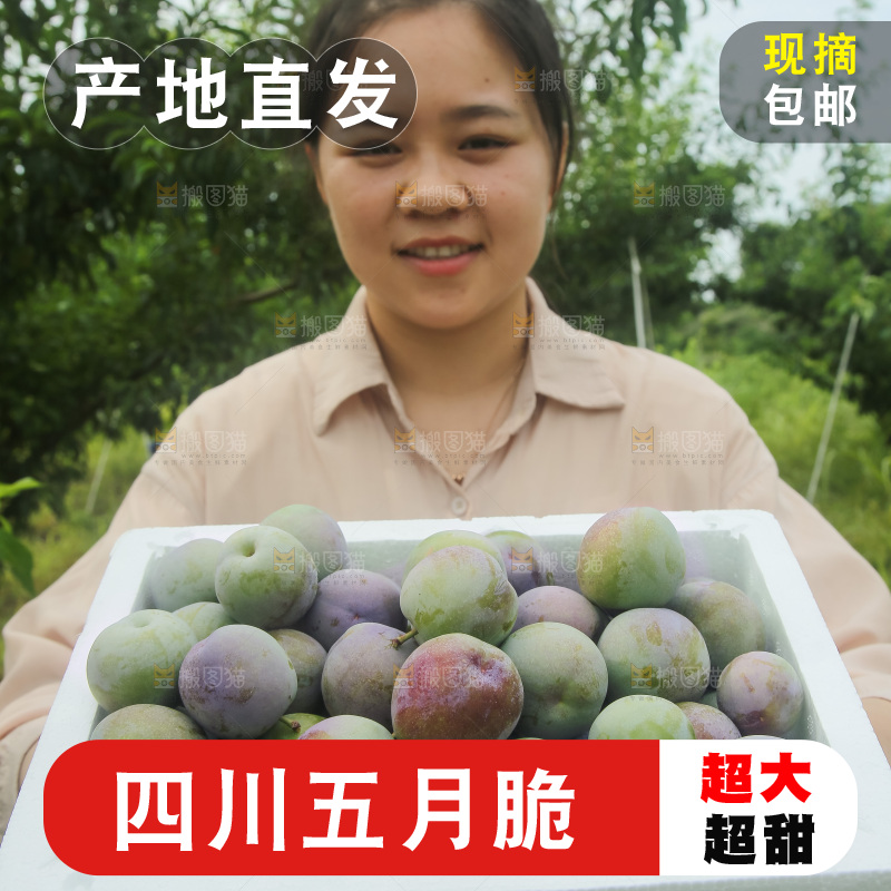 新鲜现摘的五月脆李