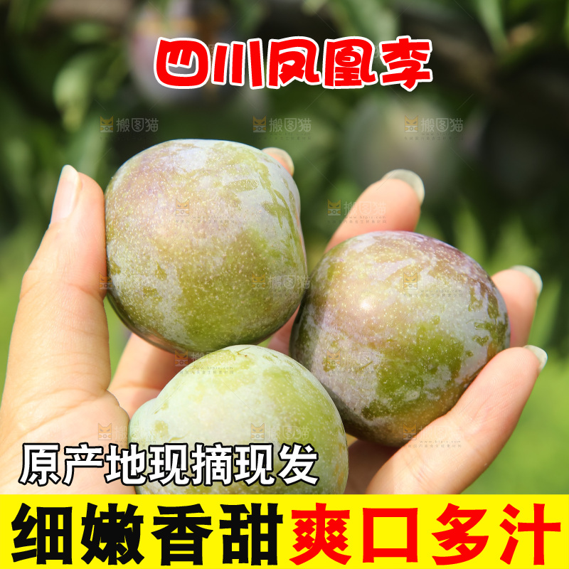 新鲜现摘的五月脆李