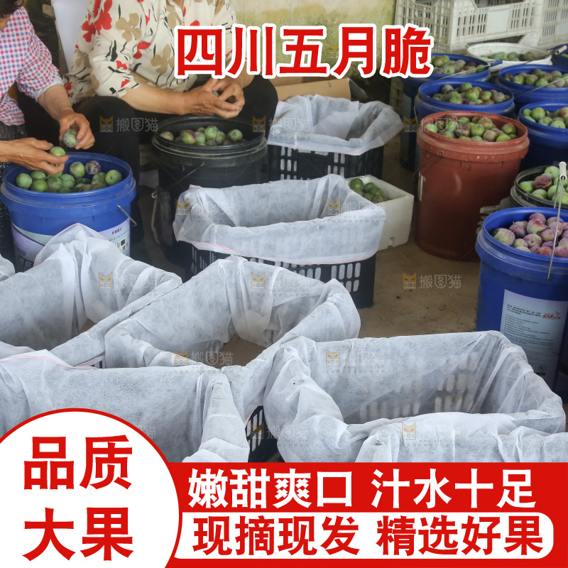 新鲜现摘的五月脆李