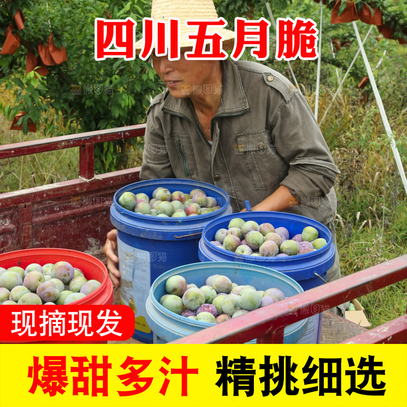 新鲜现摘的五月脆李