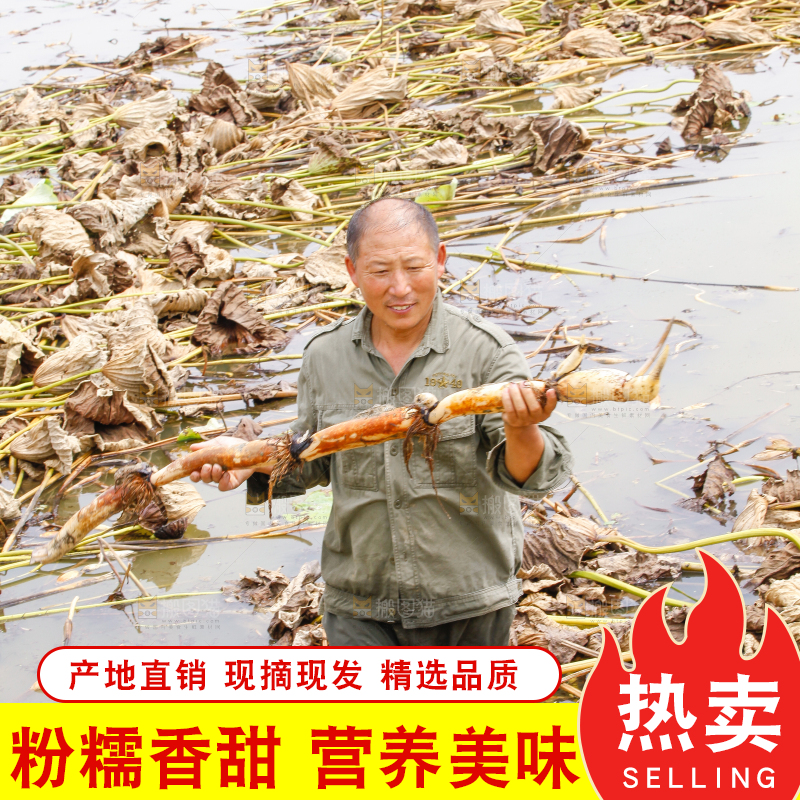 荷塘现挖莲藕