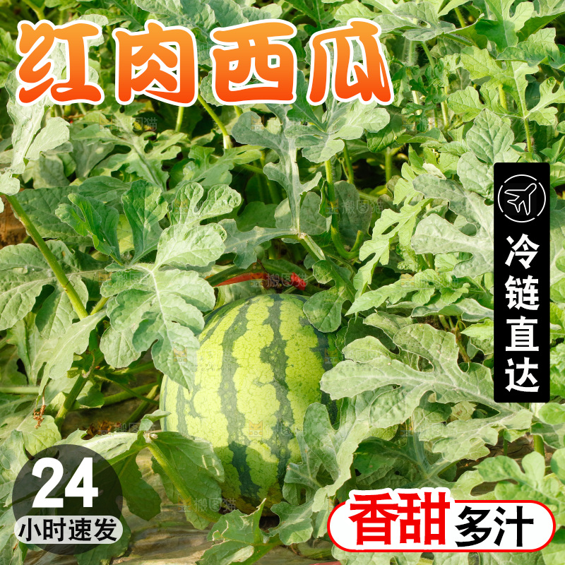 地里新鲜现摘大西瓜