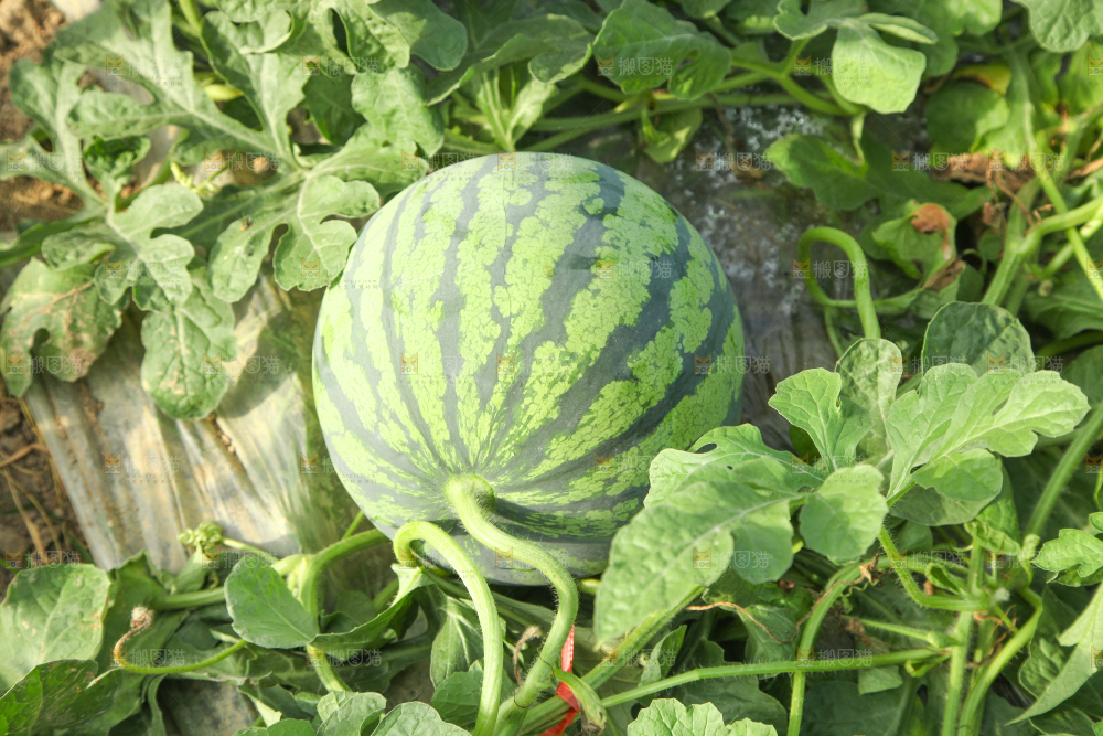 地里新鲜现摘大西瓜