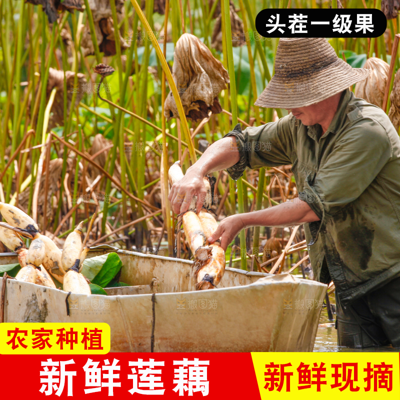 荷塘现挖莲藕