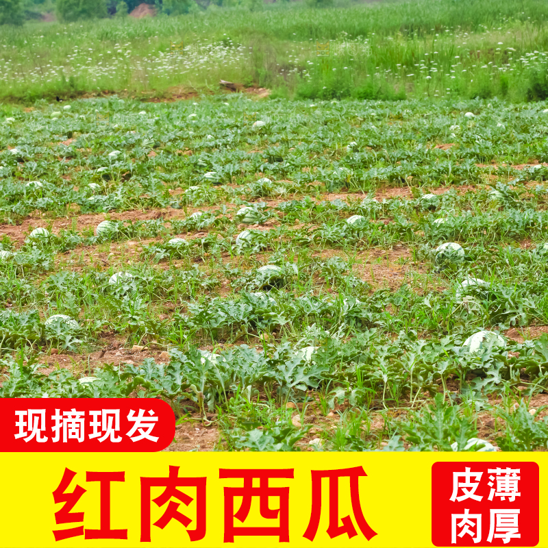 地里新鲜现摘大西瓜