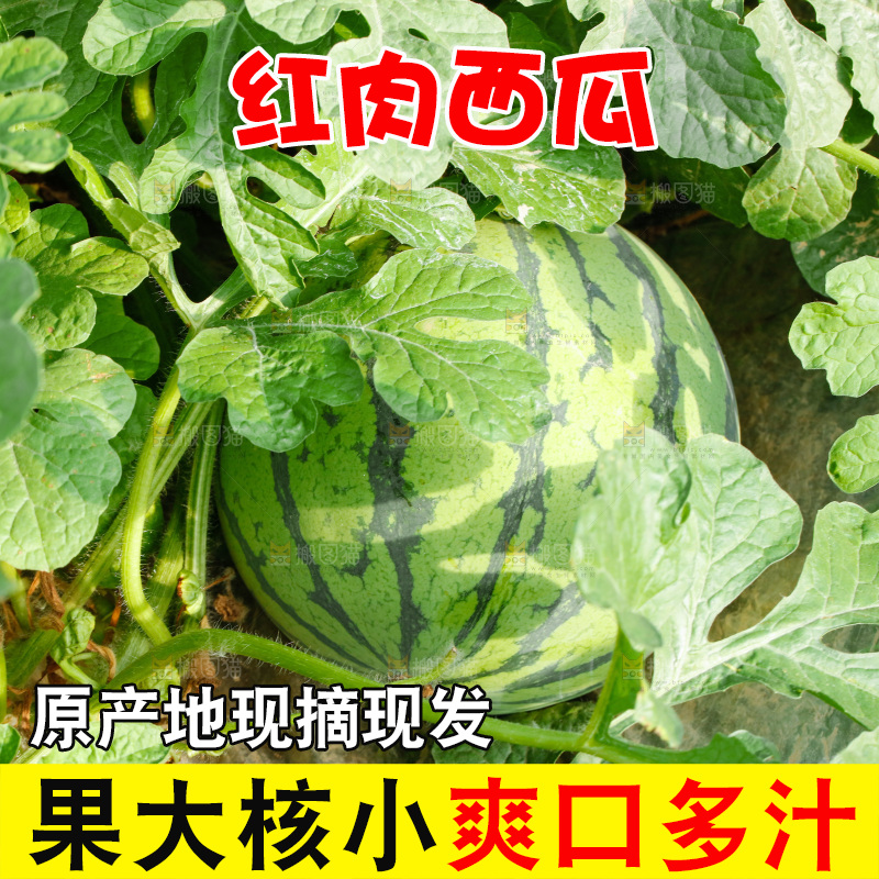 地里新鲜现摘大西瓜