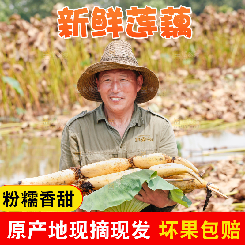 荷塘现挖莲藕