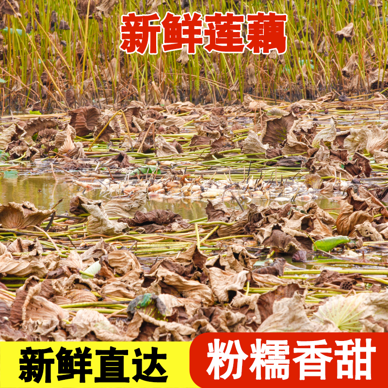 荷塘现挖莲藕