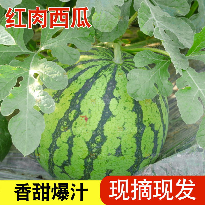 地里新鲜现摘大西瓜