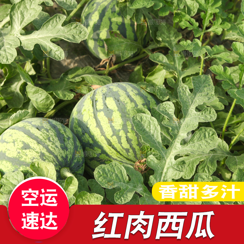 地里新鲜现摘大西瓜
