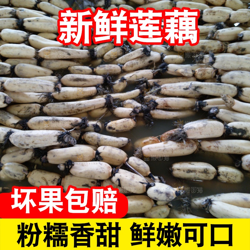 摆放整齐的莲藕