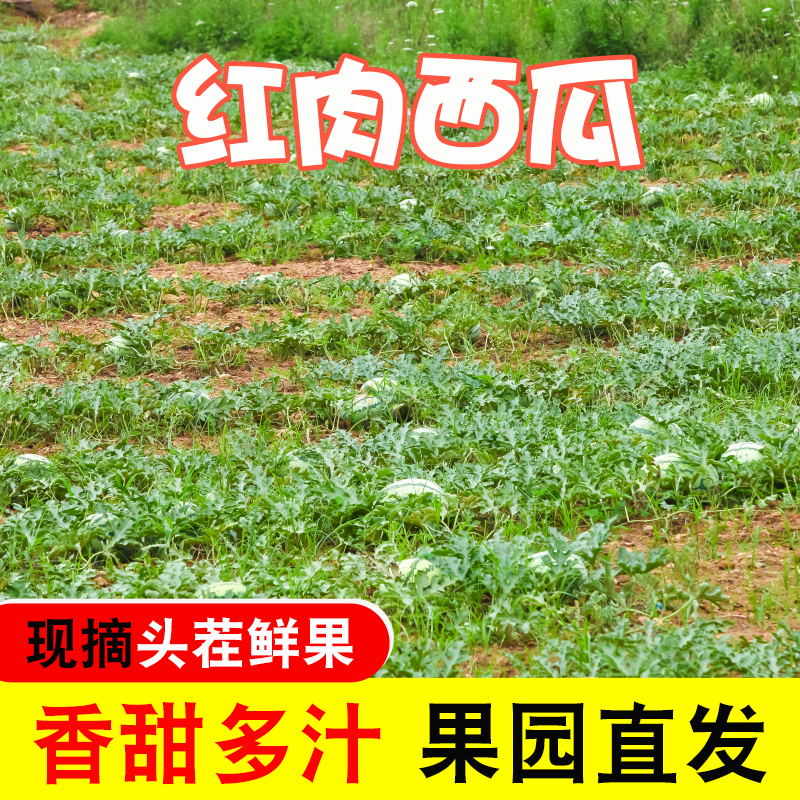 地里新鲜现摘大西瓜