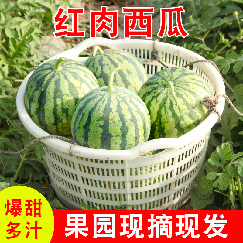 地里新鲜现摘大西瓜