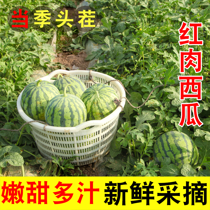地里新鲜现摘大西瓜