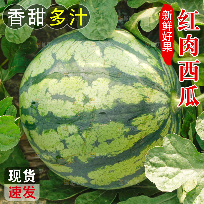 地里新鲜现摘大西瓜