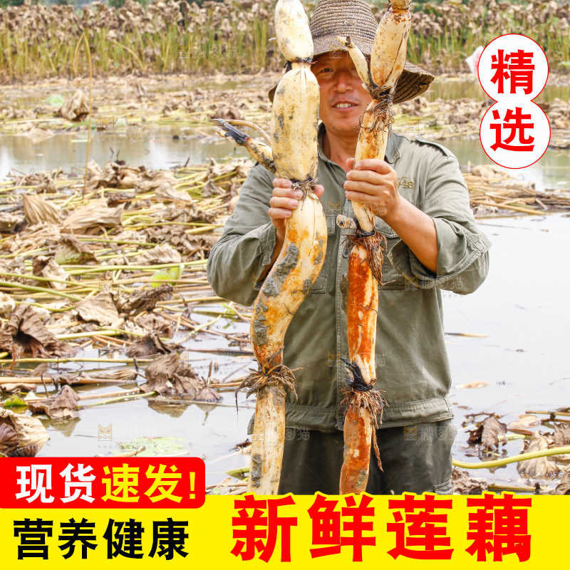 荷塘现挖莲藕