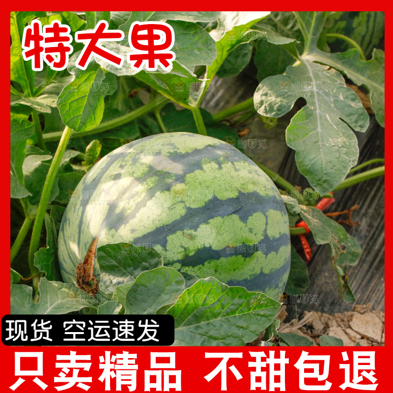 地里新鲜现摘大西瓜