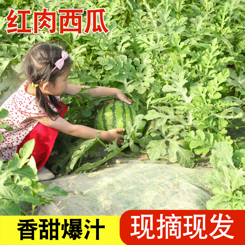 手里拿着新鲜西瓜
