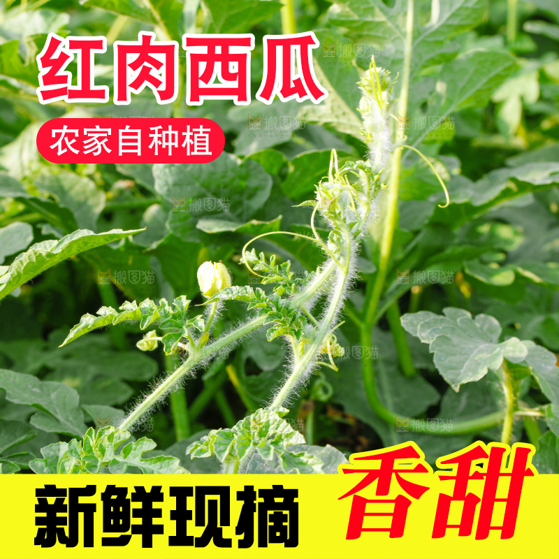 地里新鲜现摘大西瓜