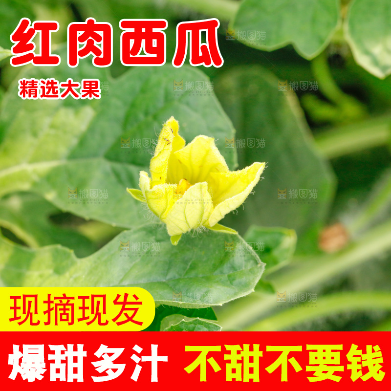 地里新鲜现摘大西瓜