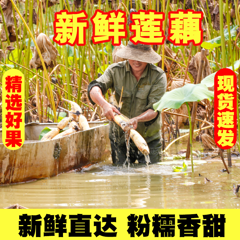 荷塘现挖莲藕