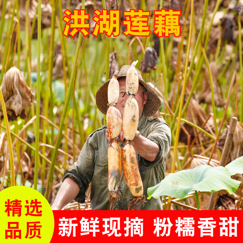 荷塘现挖莲藕