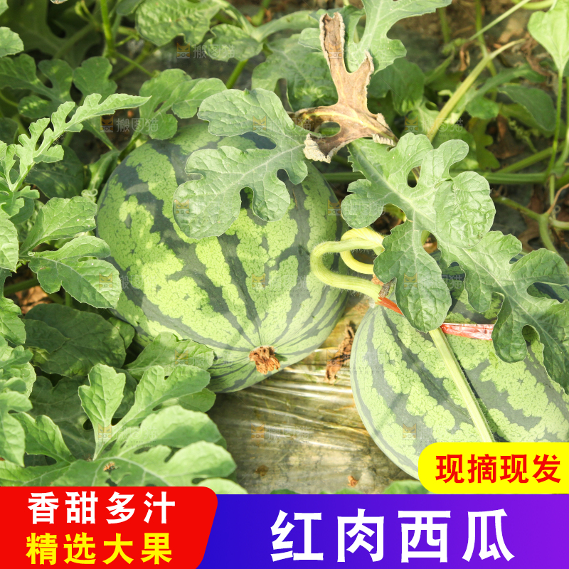 地里新鲜现摘大西瓜