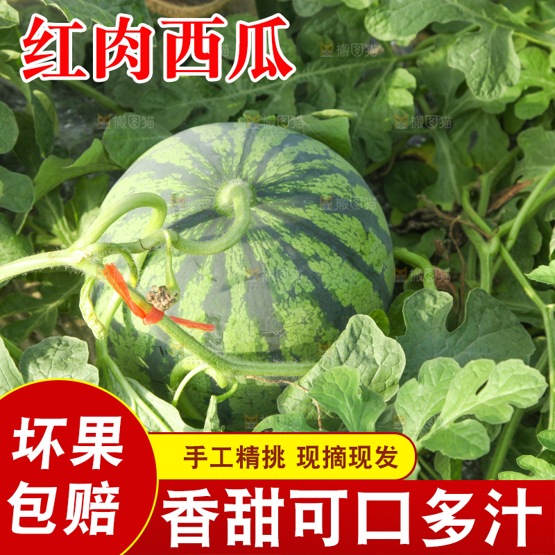 地里新鲜现摘大西瓜