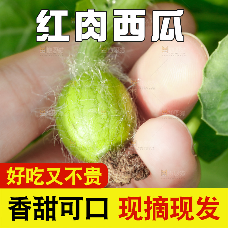 地里新鲜现摘大西瓜