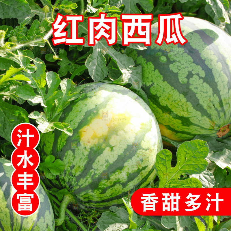 地里新鲜现摘大西瓜