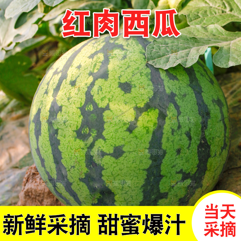 地里新鲜现摘大西瓜