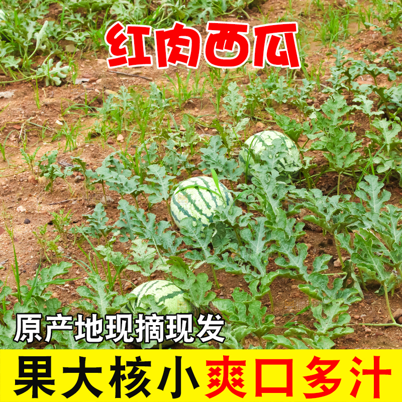 地里新鲜现摘大西瓜