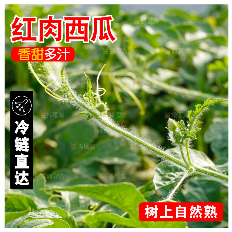 地里新鲜现摘大西瓜