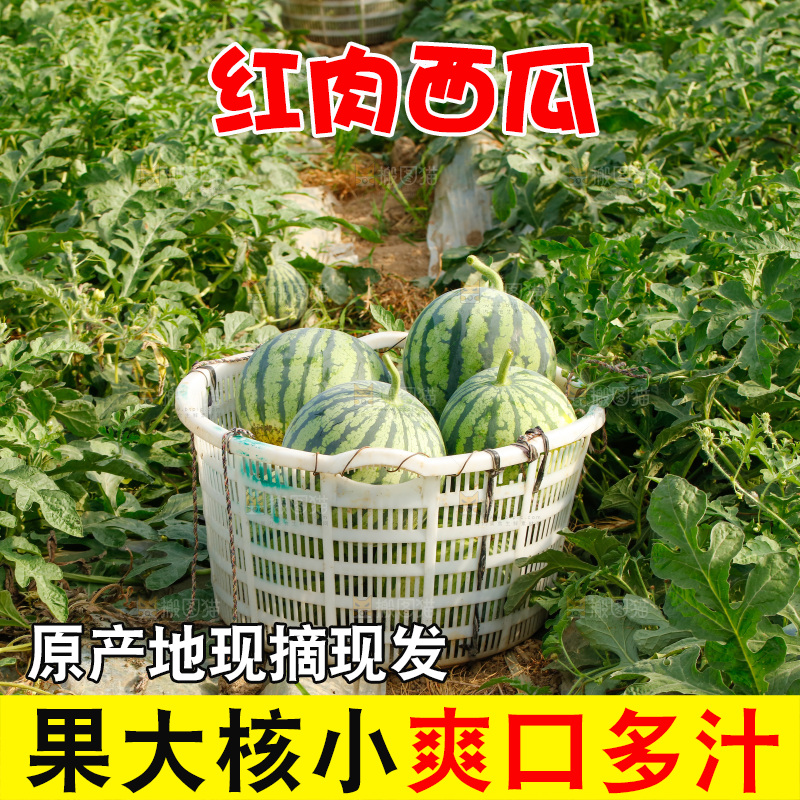 地里新鲜现摘大西瓜