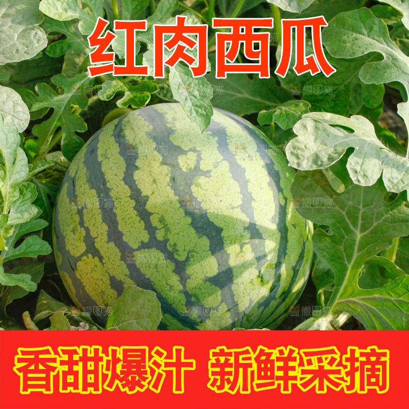 地里新鲜现摘大西瓜