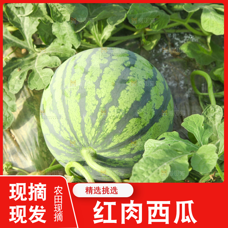 地里新鲜现摘大西瓜