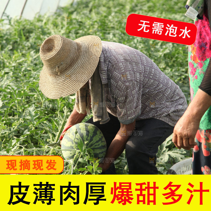 地里新鲜现摘大西瓜