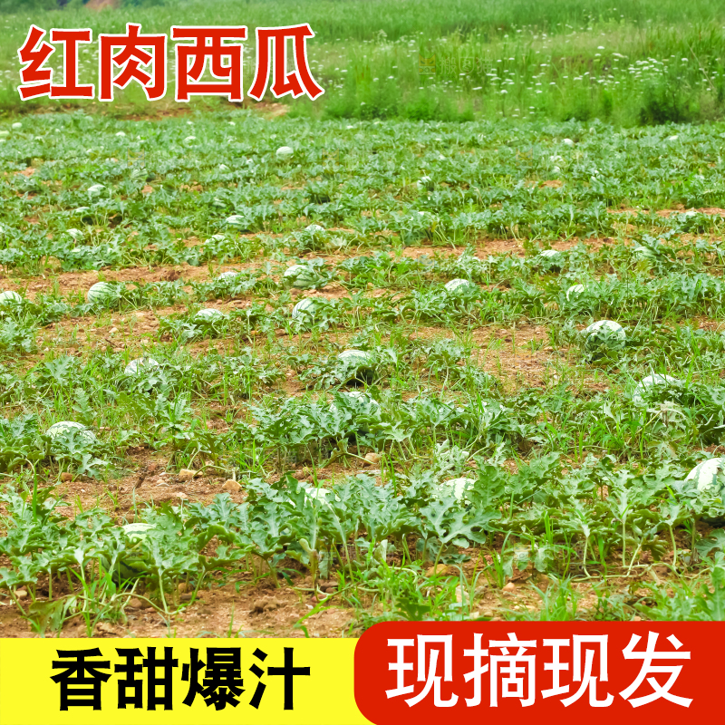 地里新鲜现摘大西瓜