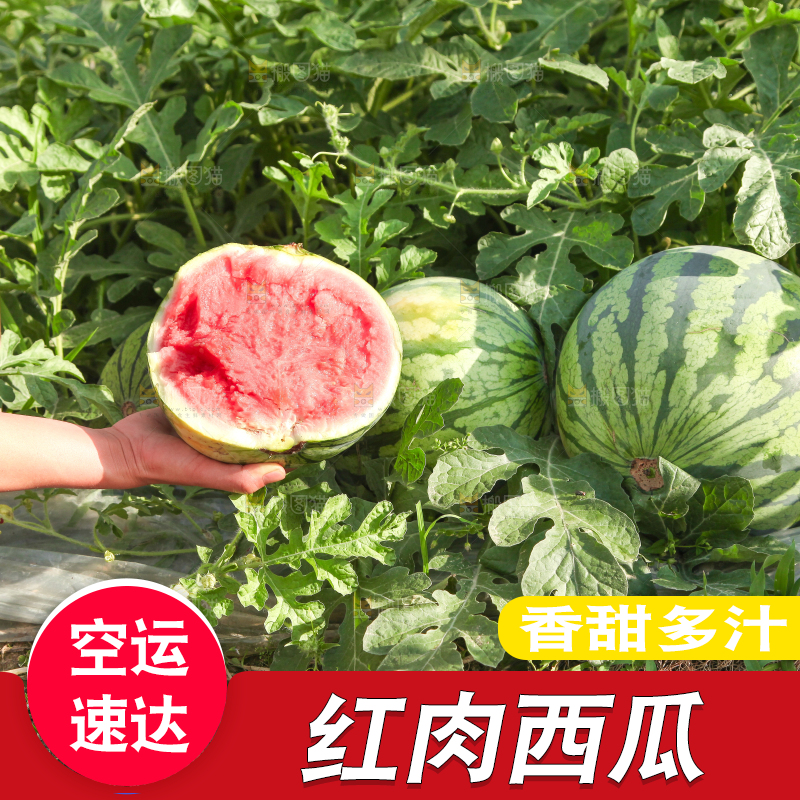 手里拿着新鲜西瓜