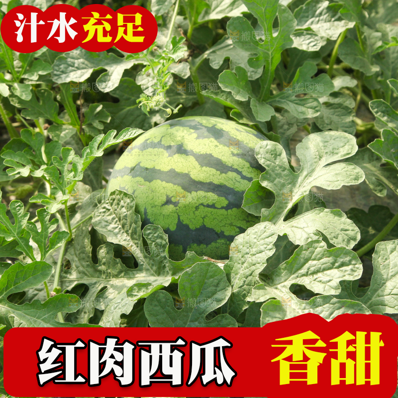 地里新鲜现摘大西瓜