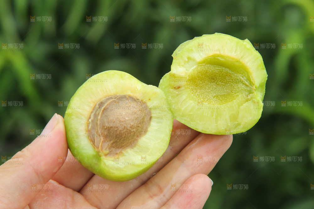 手里拿着大梨杏