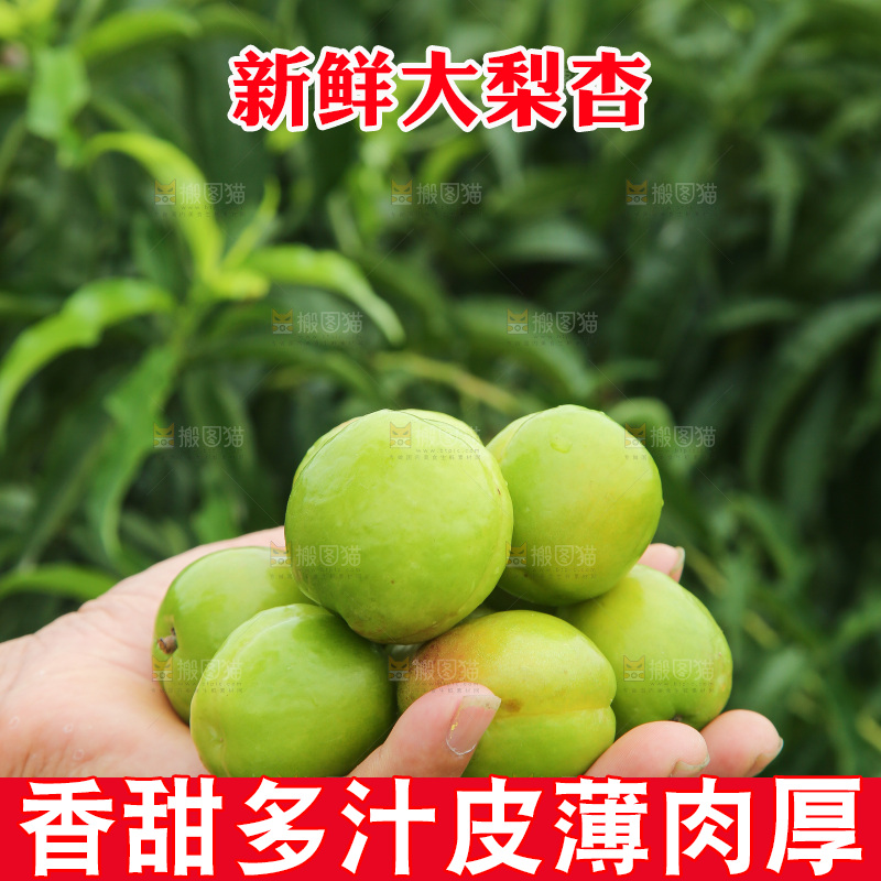 手里拿着大梨杏
