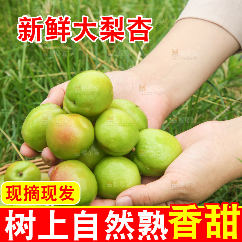手里拿着大梨杏