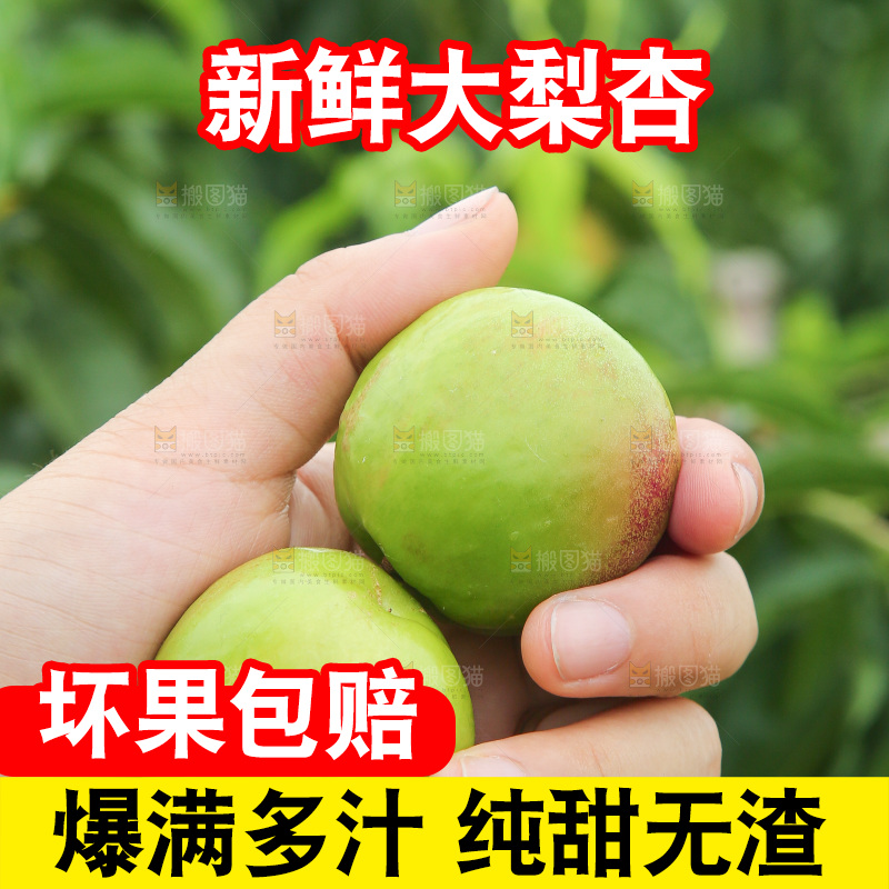 手里拿着大梨杏