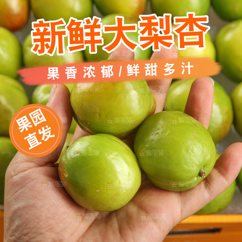 木底上的大梨杏